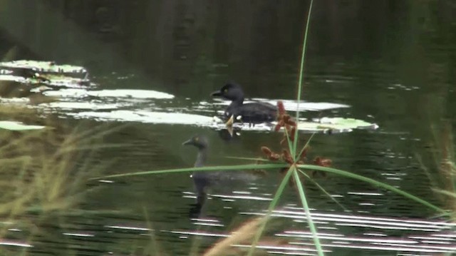 Least Grebe - ML200896161
