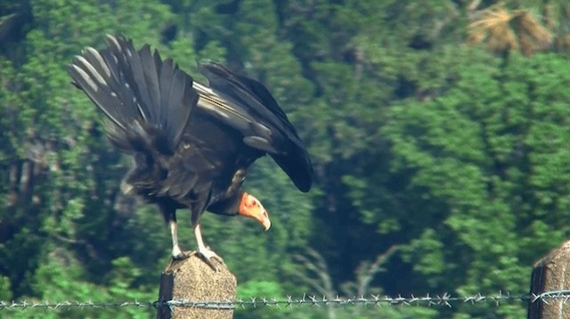 Lesser Yellow-headed Vulture - ML200896201