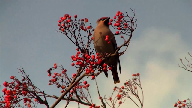 Bohemian Waxwing - ML200896241