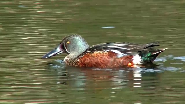 Australasian Shoveler - ML200896761