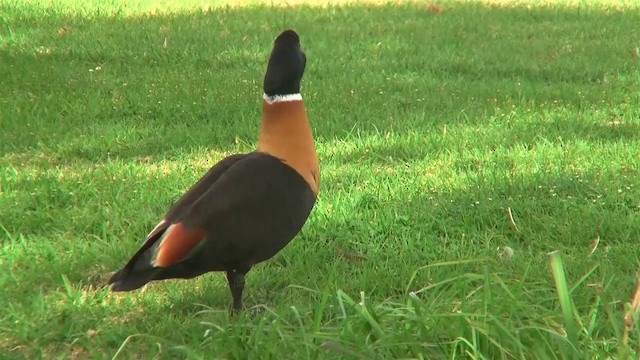 Australian Shelduck - ML200896861