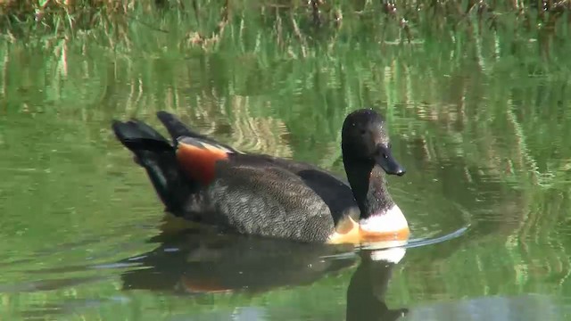 Australian Shelduck - ML200896871