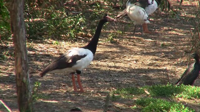 Magpie Goose - ML200896951