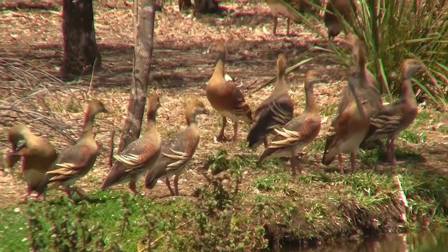 Plumed Whistling-Duck - ML200896961