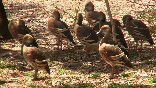 Plumed Whistling-Duck - ML200896971