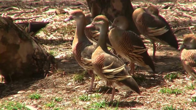 Plumed Whistling-Duck - ML200896981