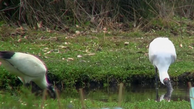 Royal Spoonbill - ML200896991