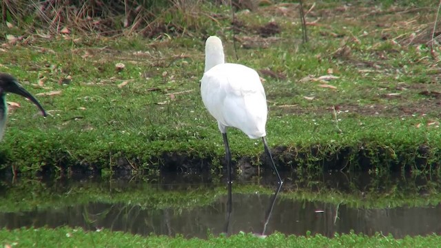 Royal Spoonbill - ML200897001