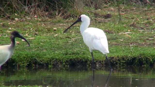 Royal Spoonbill - ML200897011