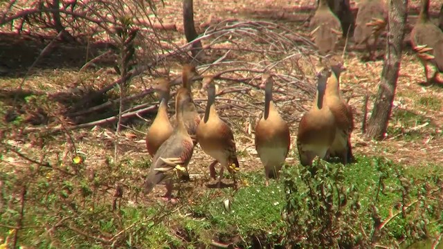 Plumed Whistling-Duck - ML200897021