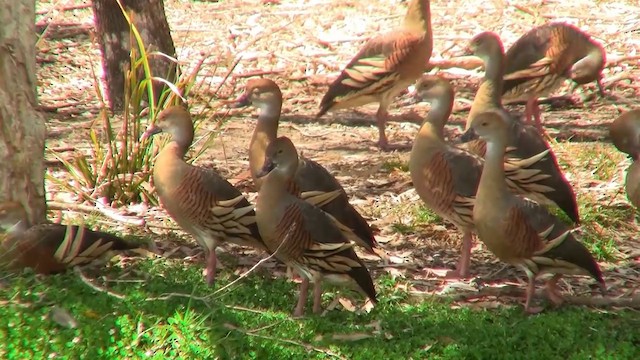 Plumed Whistling-Duck - ML200897031