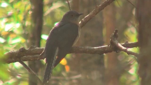 Fan-tailed Cuckoo - ML200897111