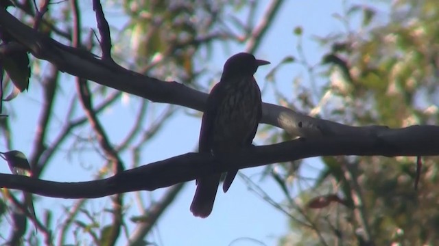 Olive-backed Oriole - ML200897151