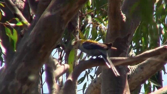 Pale-headed Rosella - ML200897171