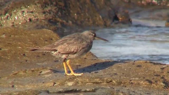 Wandering Tattler - ML200897281