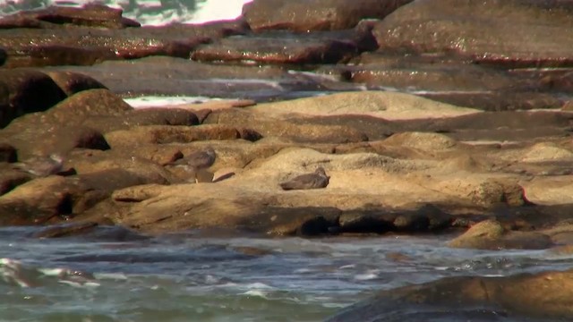 Wandering Tattler - ML200897291