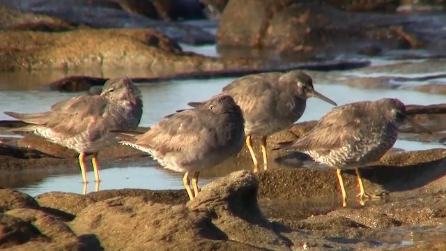 Wandering Tattler - ML200897301