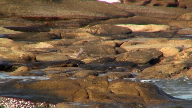 Wandering Tattler - ML200897351