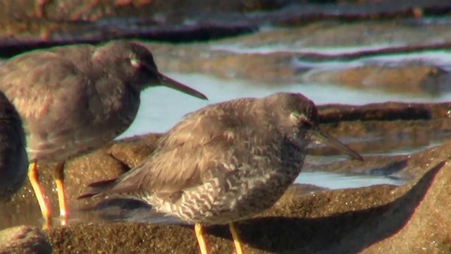 Wandering Tattler - ML200897361