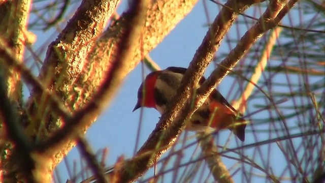 Picaflores Golondrina - ML200897411