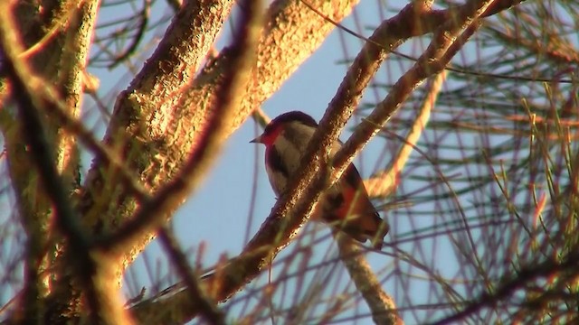 Picaflores Golondrina - ML200897421