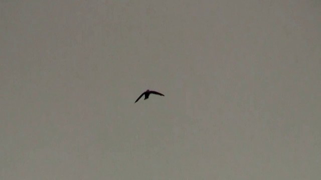 White-throated Needletail - ML200897441