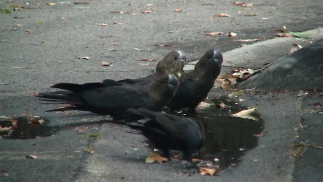 Glossy Black-Cockatoo - ML200897461