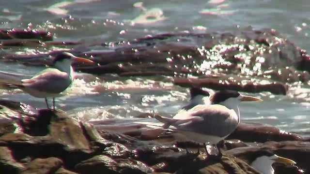 Lesser Crested Tern - ML200897591