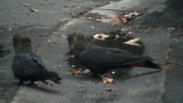 Glossy Black-Cockatoo - ML200897621