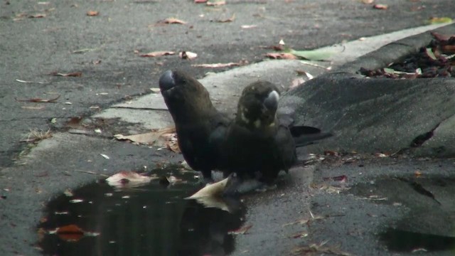 Glossy Black-Cockatoo - ML200897641