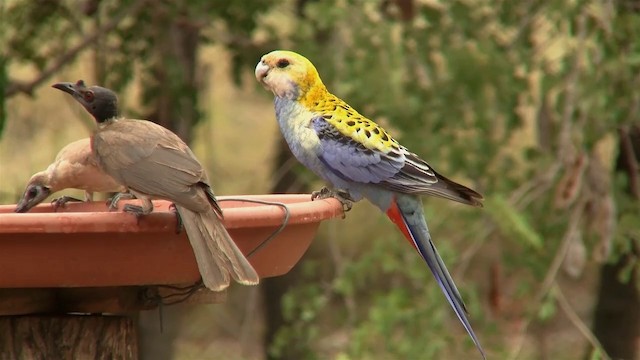 ホオアオサメクサインコ - ML200897651