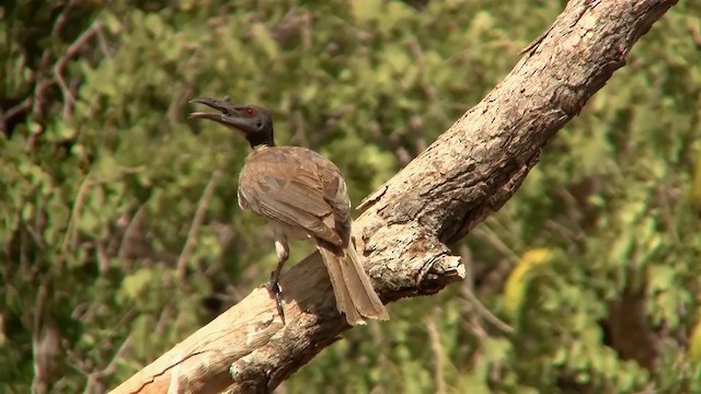 Noisy Friarbird - ML200897661