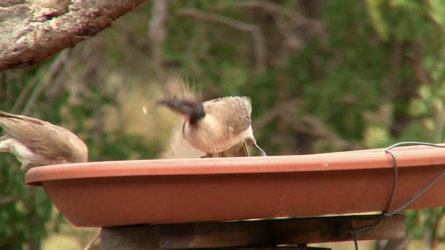 Noisy Friarbird - ML200897671