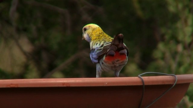 ホオアオサメクサインコ - ML200897681