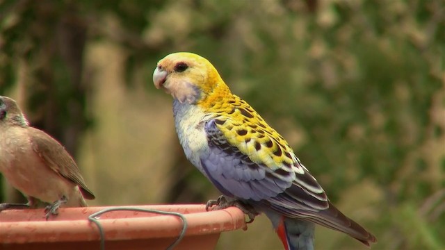 Pale-headed Rosella - ML200897691