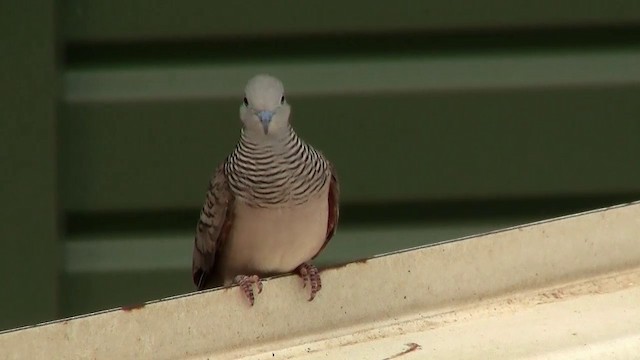 Peaceful Dove - ML200897701