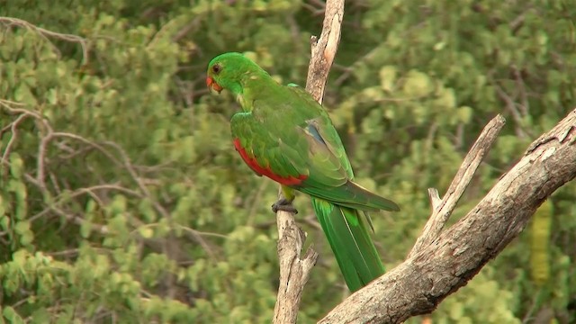 Папужець-червонокрил австралійський - ML200897711
