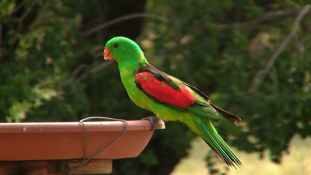 Папужець-червонокрил австралійський - ML200897721