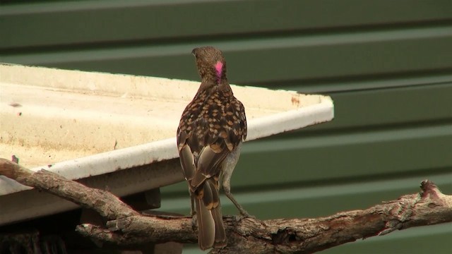 Spotted Bowerbird - ML200897731