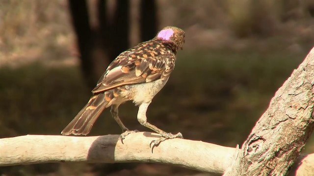 Spotted Bowerbird - ML200897741