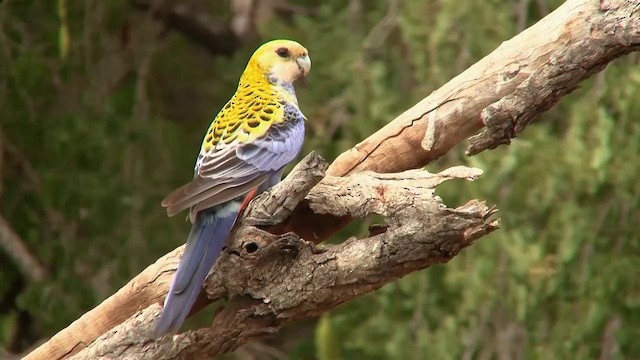 Pale-headed Rosella - ML200897751