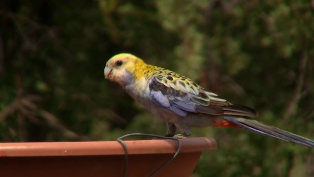 Pale-headed Rosella - ML200897761