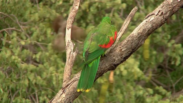 Папужець-червонокрил австралійський - ML200897771