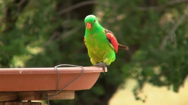Папужець-червонокрил австралійський - ML200897781