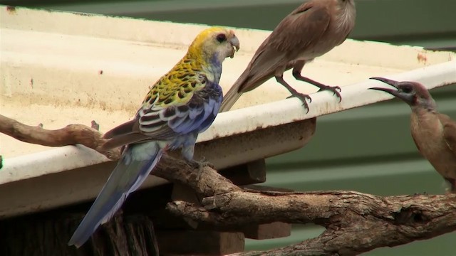 ホオアオサメクサインコ - ML200897841