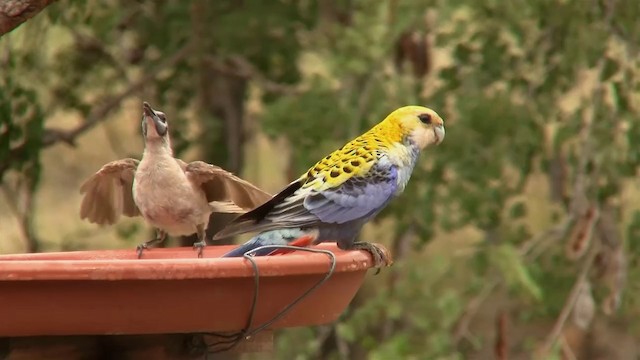 ホオアオサメクサインコ - ML200897851