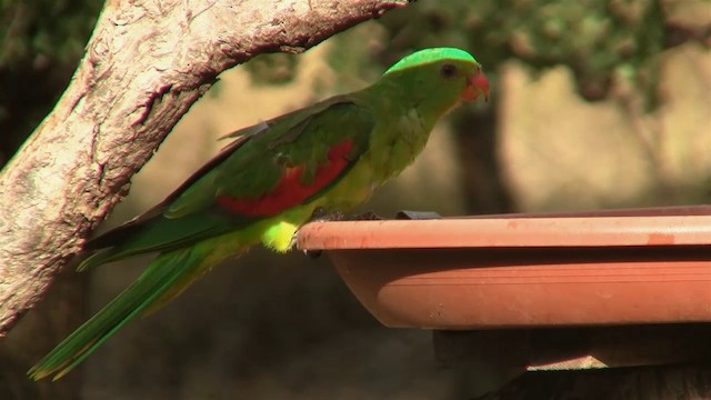 Краснокрылый попугай - ML200897861