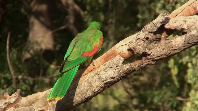 Red-winged Parrot - ML200897871