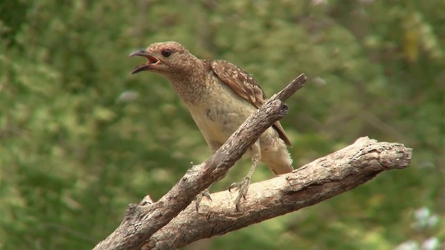 Spotted Bowerbird - ML200897881