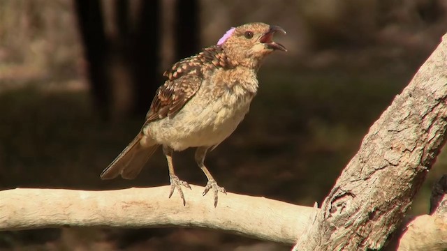 Spotted Bowerbird - ML200897891